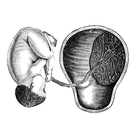 Ilustração de feto em útero, publicada pelo médico D. Lloyd Roberts, em 1876 - Getty Images/iStockphoto