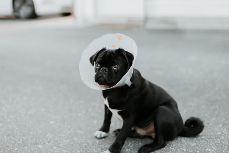 Descanso deve ser primeira medida no pós-cirúgico do animal que passa por castração - Priscilla Du Preez/Unsplash - Priscilla Du Preez/Unsplash