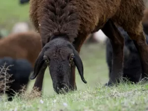 Ovelhas gigantes ajudam Tadjiquistão a lutar contra a mudança climática