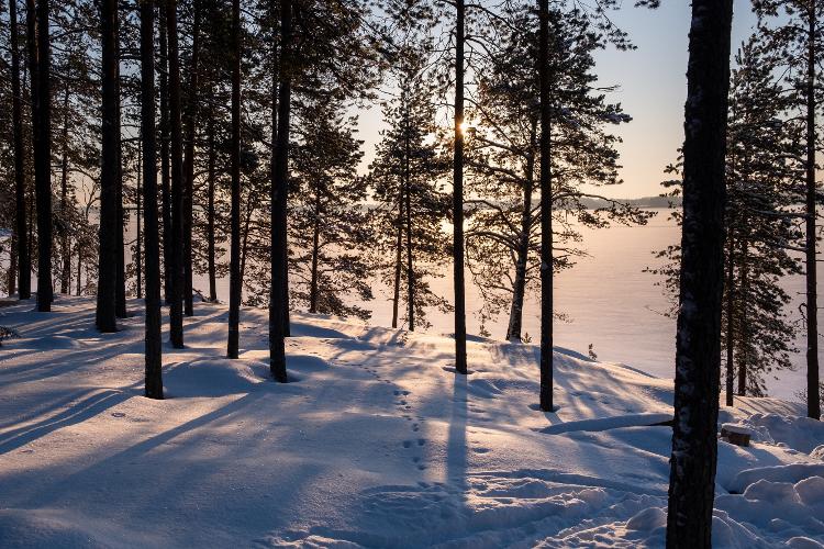 Floresta em Kainuu, Finlândia