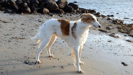 Borzoi