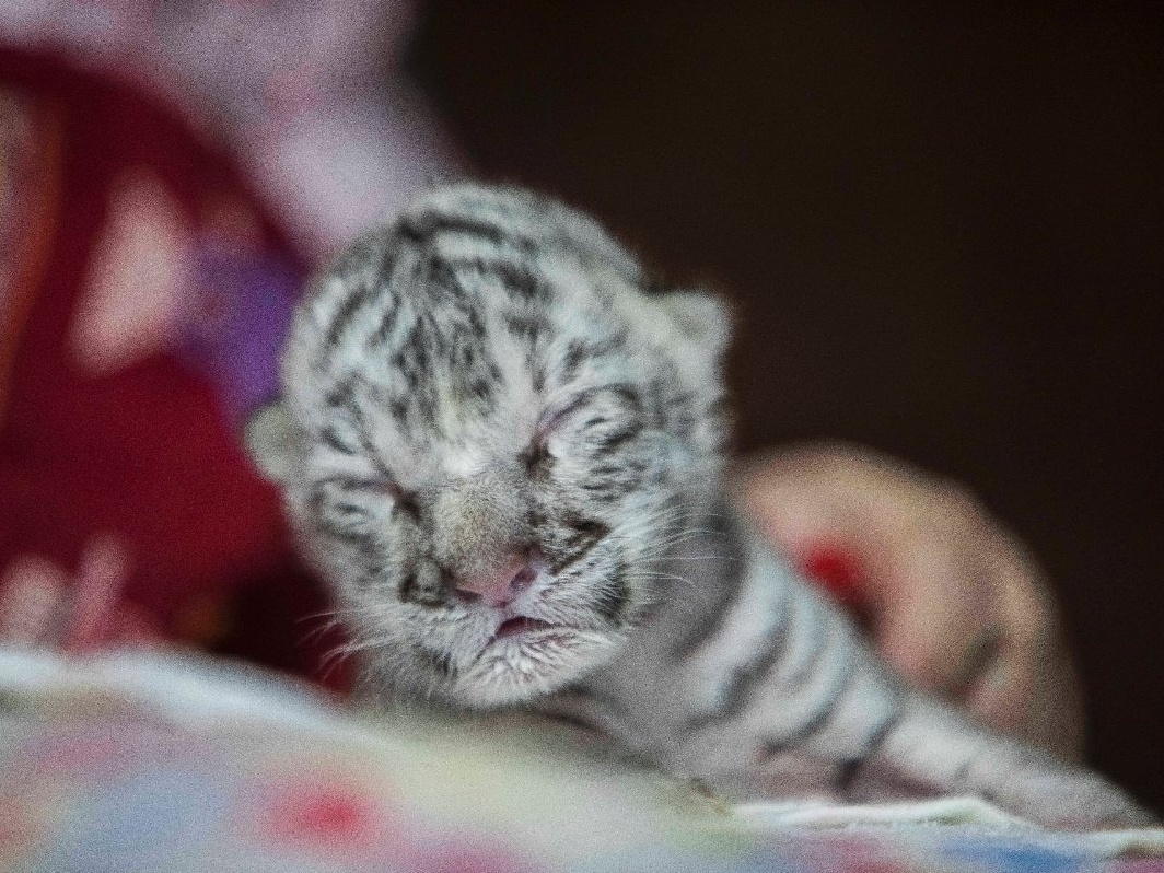 Filhotes de tigre ameaçado de extinção nascem em zoo de Moscou