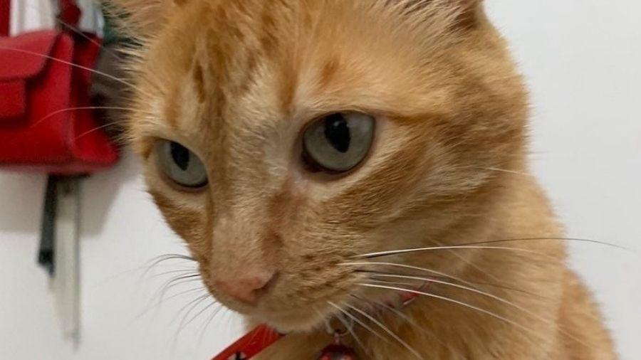 "Waldick Soriano", o gato que fugiu mas foi resgatado - Reprodução/Twitter