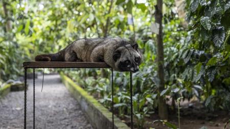 Civeta em Bali - Anadolu Agency via Getty Images