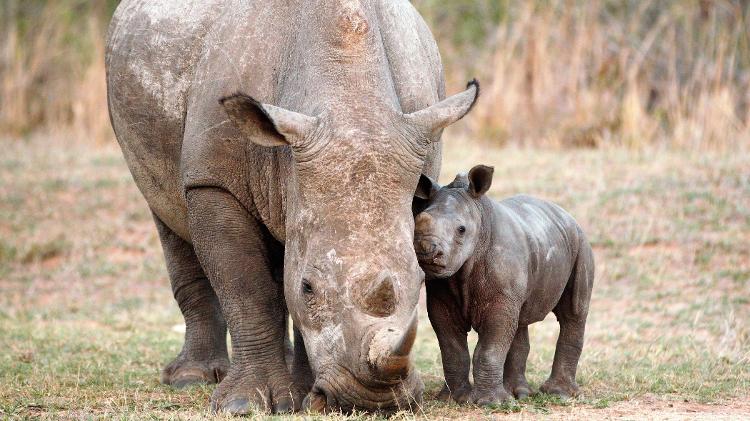 Rinoceronte filhote ao lado de sua mãe na África do Sul - Getty Images/iStockphoto - Getty Images/iStockphoto