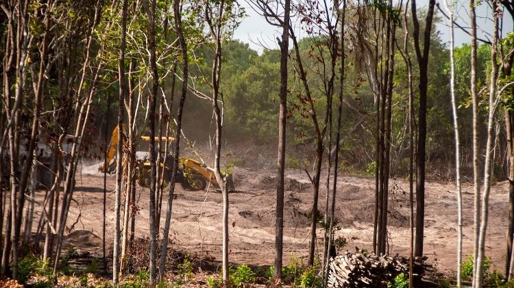 Notícias da Floresta - Desmatamento nas obras do Polo Turístico de Cabo Branco