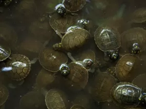 Ribeirinhos se unem para preservar tartarugas na Amazônia