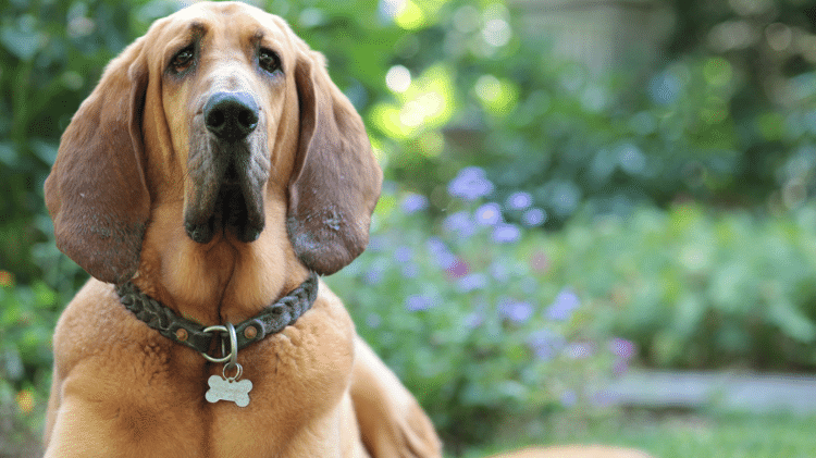 Bloodhound Bloodhound