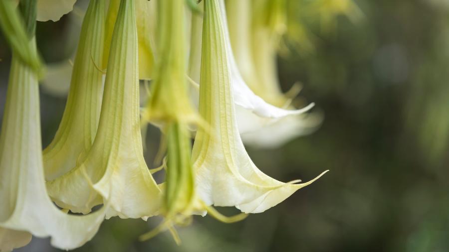 A escopolamina é extraída da brugmansia, planta também conhecida no Brasil como 'trombeta'