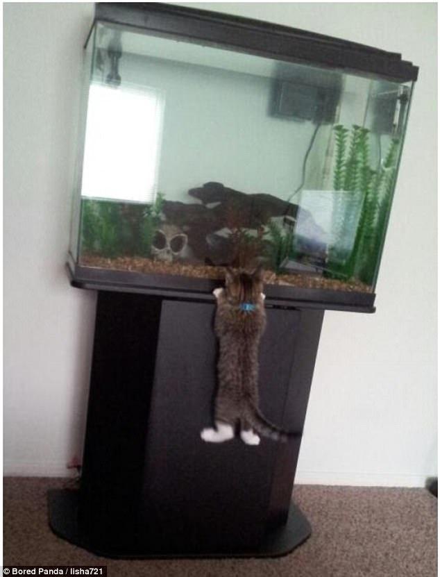 Flagra de um ladrãozíneo de peixes em apuros - Reprodução/Bored Panda