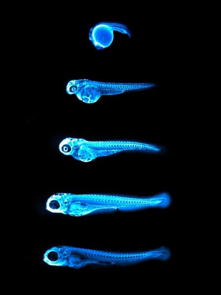 Peixes com pigmento fluorescente durante análise dos cientistas - James Thierer / Ed Hirschmugl