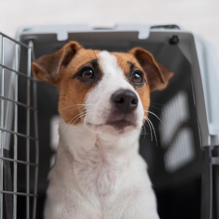 Cachorro pronto para viajar - Getty Images/iStockphoto