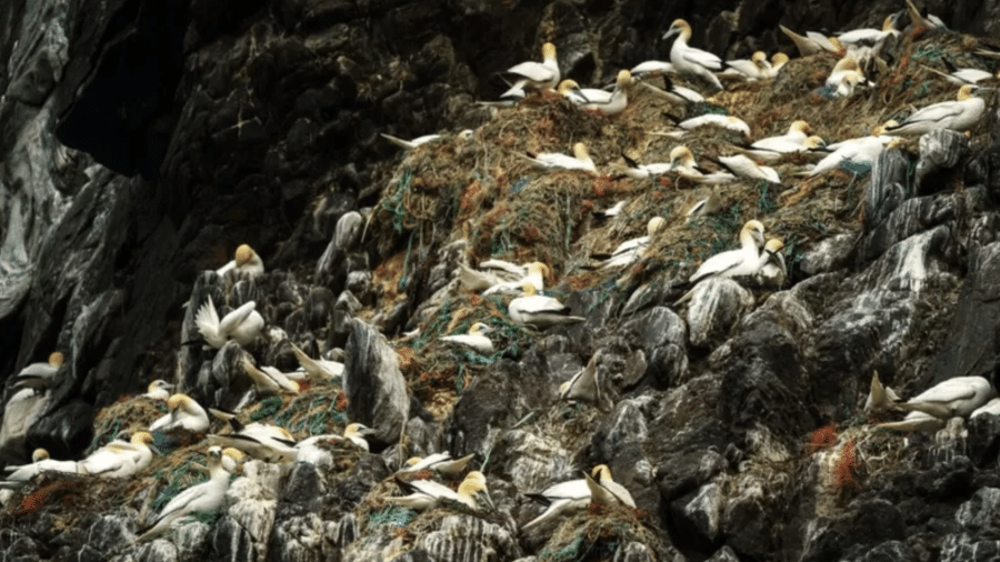 Pássaros da Noruega construíram seus ninhos com cordas plásticas e linhas de pesca - Simon Pierce