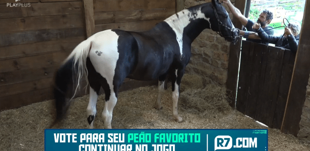 A saga de Chapado, cavalo abandonado e ferido, adotado no interior de SP -  11/03/2022 - UOL TAB