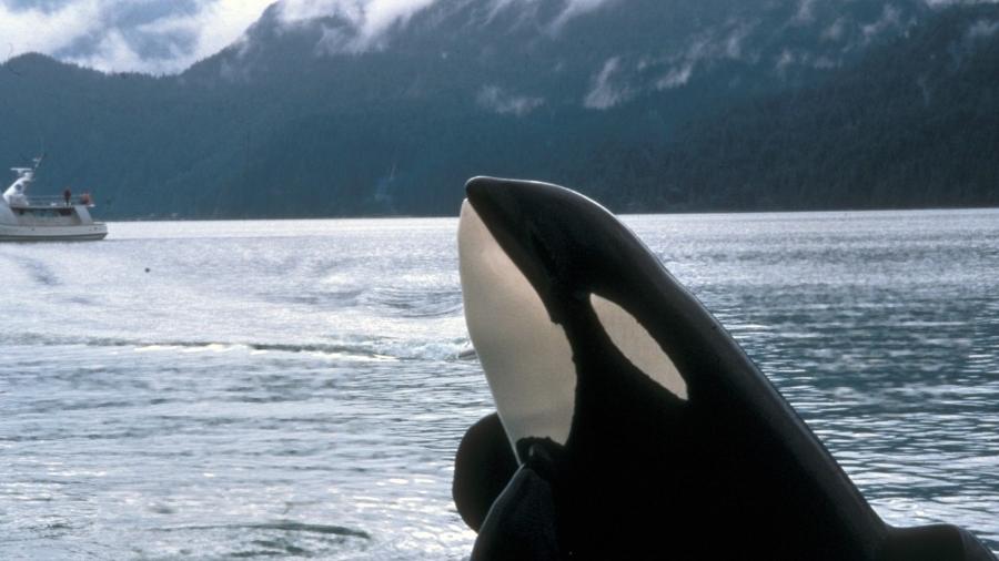 A orca Keiko, grande estrela de "Free Willy", é um golfinho - Divulgação/Warner Bros. 