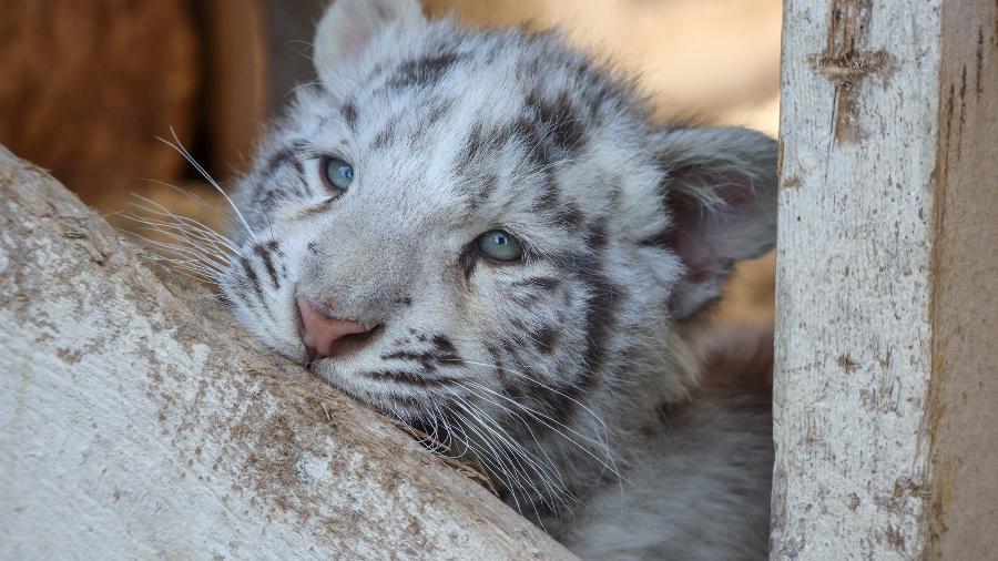 O tigre branco é considerado uma "anomalia genética" pelo WWF - Arkay/Getty Images/iStockphoto
