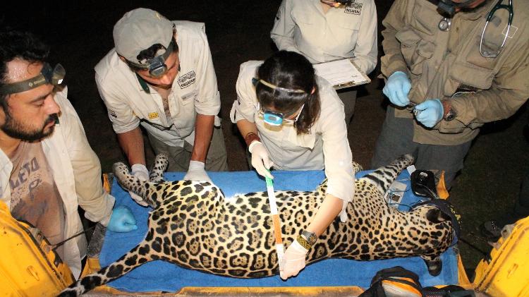 Captura para monitoramento de Fênix, filho de Pandhora nascido em 2018. - J. Bachur/Onçafari - J. Bachur/Onçafari