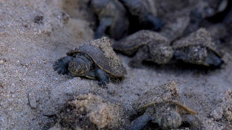 A Amazônia brasileira é um "turtle hotspot", com 21 espécies de quelônios descritas pela ciência. Juruti conta com 14 espécies, sendo uma endêmica