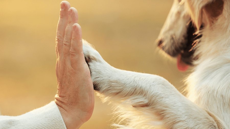 Cães são capazes de desenvolver gestos para indicar desejos específicos Cães são capazes de desenvolver gestos para indicar desejos específicos
