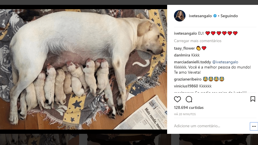 Ivete Sangalo posta foto de cadela amamentando filhotes e brinca: "Eu" - Reprodução/Instagram