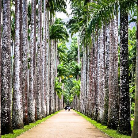O estudo conta com a participação de pesquisadores de 42 países, incluindo do Jardim Botânico do Rio de Janeiro (foto) - Getty Images