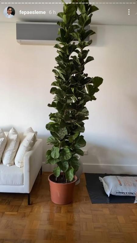 Ficus-lira no apartamento de Fernanda Paes Leme - Reprodução - Reprodução