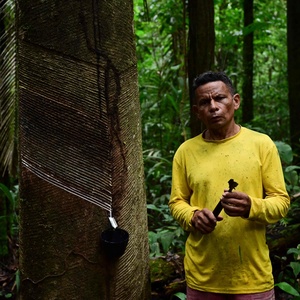 Renascimento da borracha põe economia sustentável de pé na Amazônia