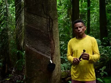 Renascimento da borracha põe economia sustentável de pé na Amazônia