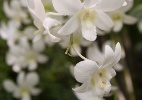 Aprenda a replantar orquídeas para garantir que fiquem sempre floridas - Getty Images