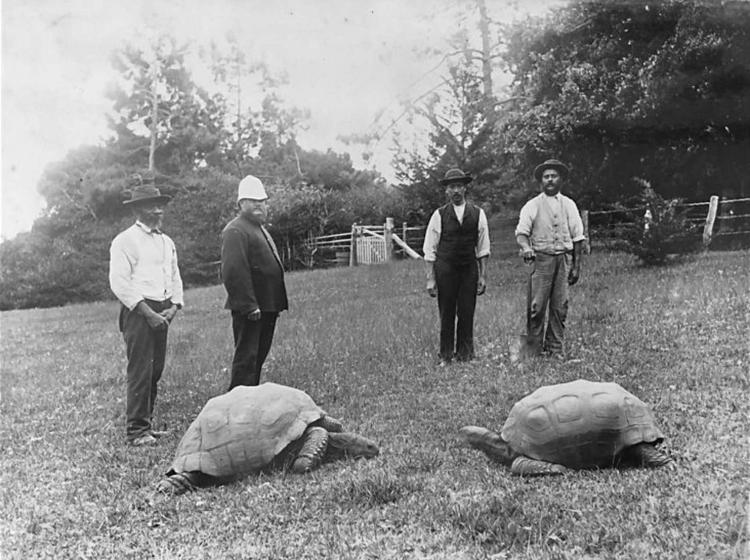 Photo dated between 1882 and 1886, shortly after Jonathan's arrival on St. Helena Island - Cloning / Guinness World Records - Cloning / Guinness World Records