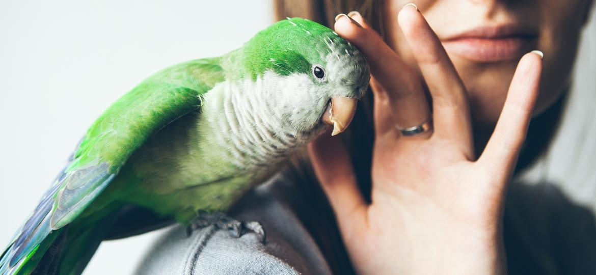 Ter uma ave em casa exige cuidados especiais - Getty Images/iStockphoto