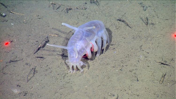 O porco-do-mar (scotoplanes) vive na zona abissal. - Monterey Bay Aquarium Research I/Wikimedia Commons - Monterey Bay Aquarium Research I/Wikimedia Commons