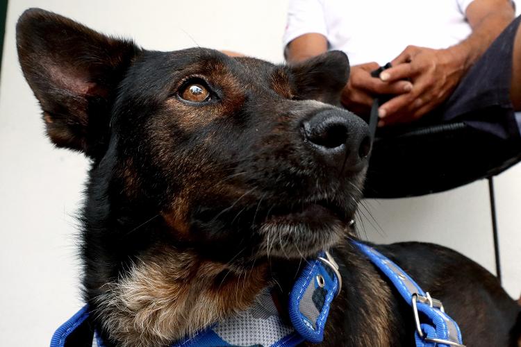 Bella, the dog rescued with Australian Tim Shaddock after escaping more than two months in the Pacific Ocean - ULISES RUIZ / AFP - ULISES RUIZ / AFP