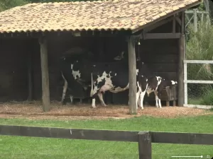 A Fazenda: Câmeras têm instabilidade e mostram vacas há mais de 1 hora