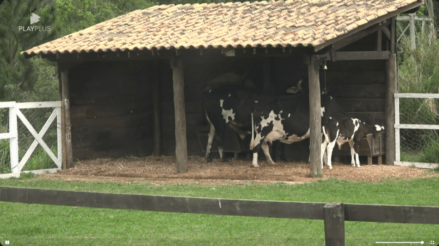 A Fazenda 2024: Câmeras do reality show focaram em vacas após transmissão apresentar instabilidade - Reprodução/Playplus