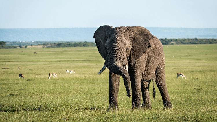 Um temor é o crescimento do contrabando de marfim das presas dos elefantes - Great Plains Conservation