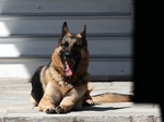 Cão das forças especiais francesas é condecorado com medalha