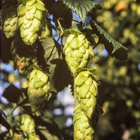 Lúpulo é um dos produtos que teve tarifa zerada