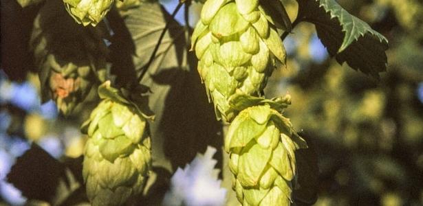 De remédios a lúpulo, governo corta imposto de quase mil importados