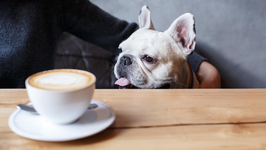 Cachorro com café
