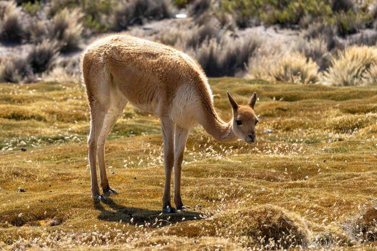 Vicuña