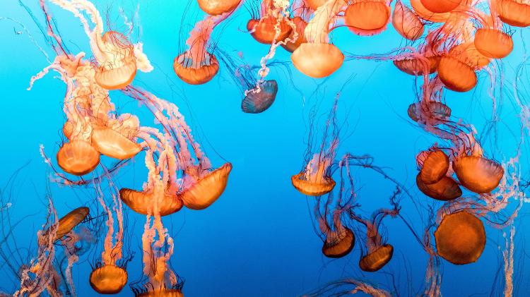 Monterey Bay Aquarium - Lisa Corson