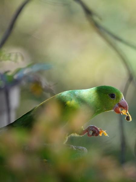 Birdwatching - periquito hor - Luiz Novaes/UOL