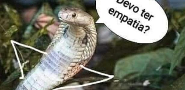 Cobra Naja Apreendida Em Brasilia Ganha Perfil No Instagram E Memes Bombam