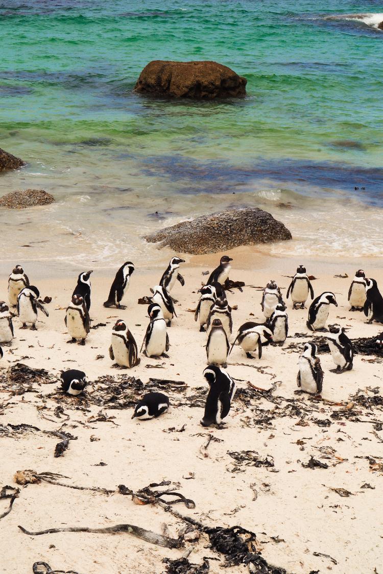 Os pinguins de Boulders Beach