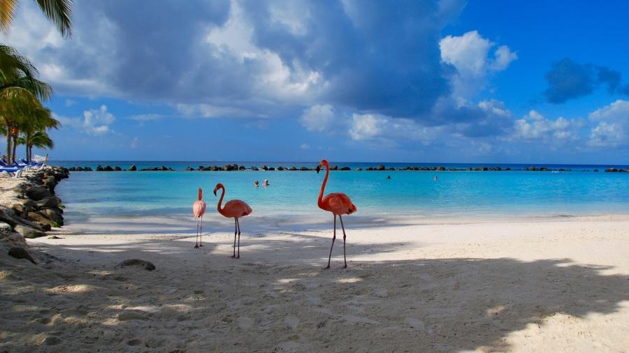 O flamingo é a ave oficial das Bahamas, por isso um cargo tão especial... - Getty Images