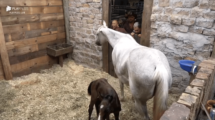 Peões conhecem a potra Antonela - Reprodução/PlayPlus - Reprodução/PlayPlus