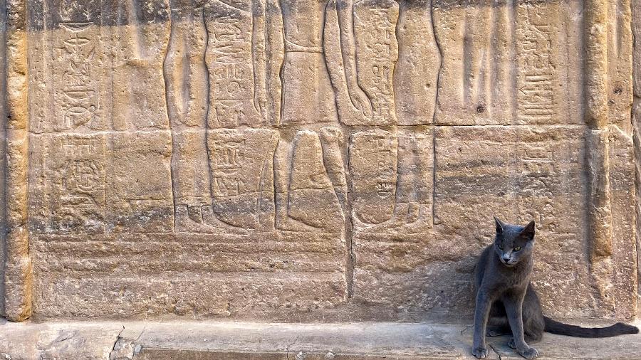 Gato em frente a hieróglifos no Egito - MM Lenz/Getty Images/iStockphoto