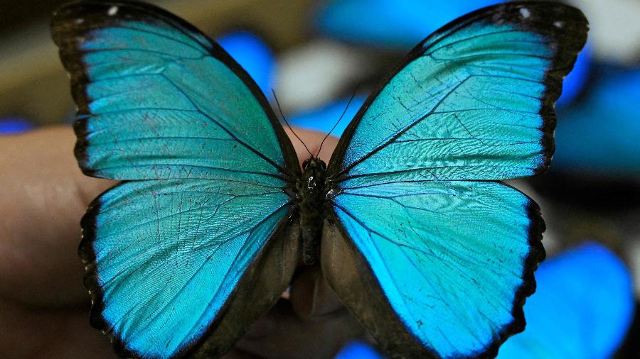 Desde agosto, biólogos estão desenvolvendo um monitoramento de borboletas para medir os efeitos das mudanças climáticas