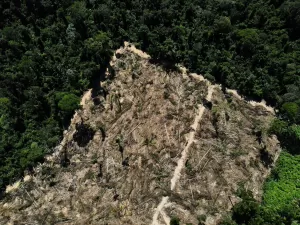 Dependência excessiva da terra ameaça metas para zerar emissões, diz estudo